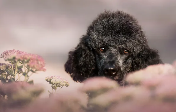 Picture look, flowers, background, portrait, dog, pink, grey, face, poodle, bokeh