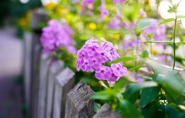 Picture leaves, flowers, the fence, blur, garden, pink, flowerbed, bokeh, Phlox