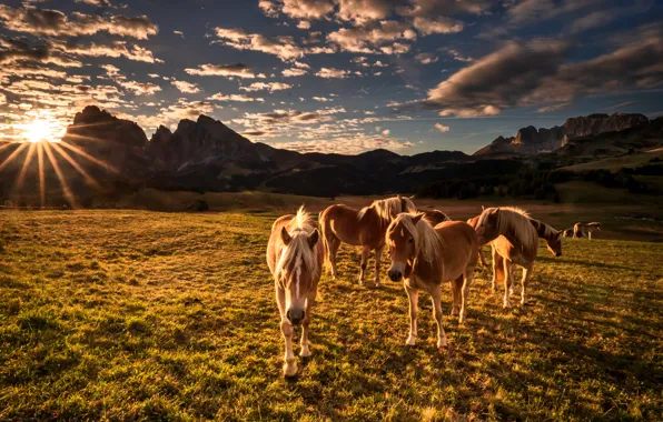 Picture mountains, horse, Italy, The Dolomites