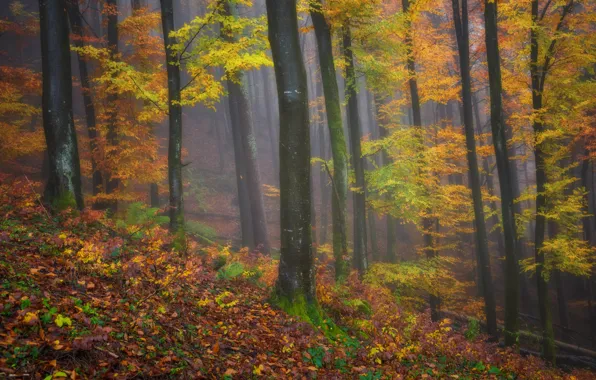 Picture autumn, forest, leaves, trees, branches, fog, slope, falling leaves, Golden autumn, yellow foliage