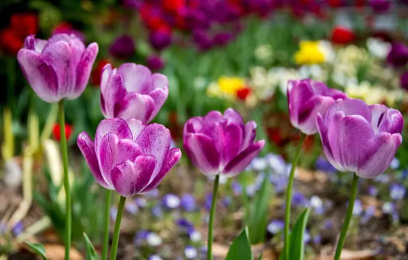 Picture flowers, spring, garden, tulips, pink, flowerbed, lilac, bokeh