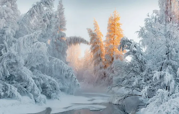 Picture winter, forest, snow, trees, river