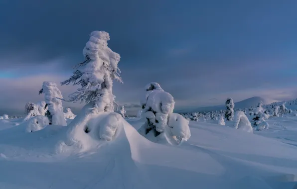 Picture winter, snow, trees, the snow, Russia, Murmansk oblast, Kandalaksha, Юлия Шумляева, Волосяная сопка