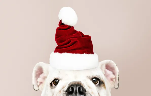 Picture dog, New Year, Christmas, puppy, Santa, Christmas, puppy, dog, New Year, cute, Merry, santa hat