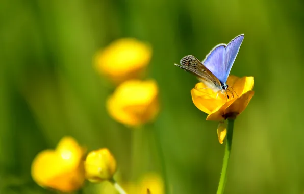 Picture field, flower, background, butterfly