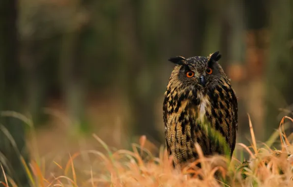 Picture grass, look, background, owl, bird, bokeh, owl