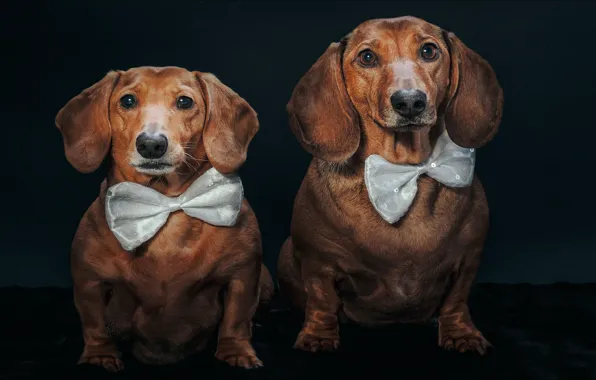 Picture dogs, butterfly, two, portrait, Dachshund, two, dogs, portrait
