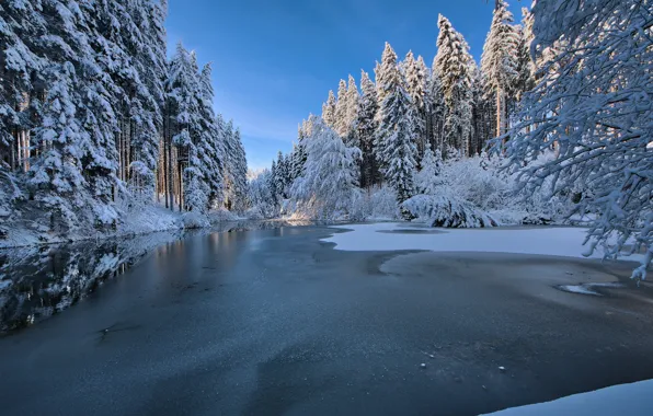 Picture winter, forest, river
