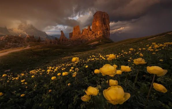 Picture flowers, mountains, clouds, tops, the evening, yellow, slope, Alps, storm, The Dolomites, gloomy sky, globeflowers