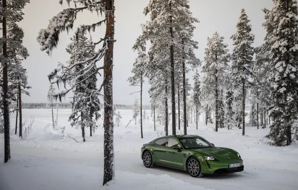 Picture snow, trees, Porsche, green, coniferous, 2020, Taycan, Taycan 4S