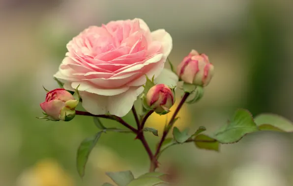 Picture blurred background, pink rose, rosebuds