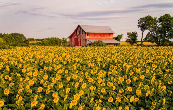 Picture field, summer, clouds, trees, sunflowers, flowers, red, nature, house, yellow, the barn, the barn, structure, …
