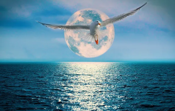 Picture the ocean, the moon, Seagull, track