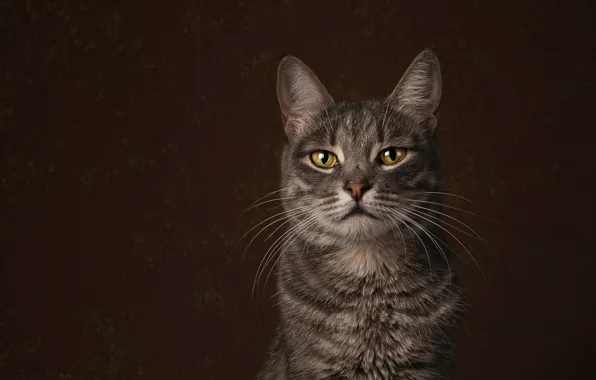 Picture cat, cat, look, face, grey, portrait, brown background