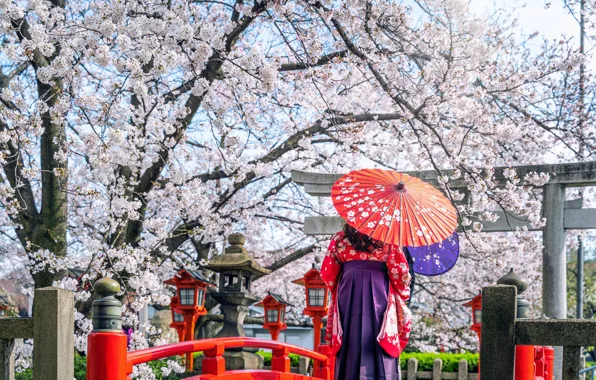 Picture cherry, Japanese, spring, umbrella, Japan, Sakura, Japan, kimono, flowering, woman, umbrella, blossom, sakura, cherry, spring, …