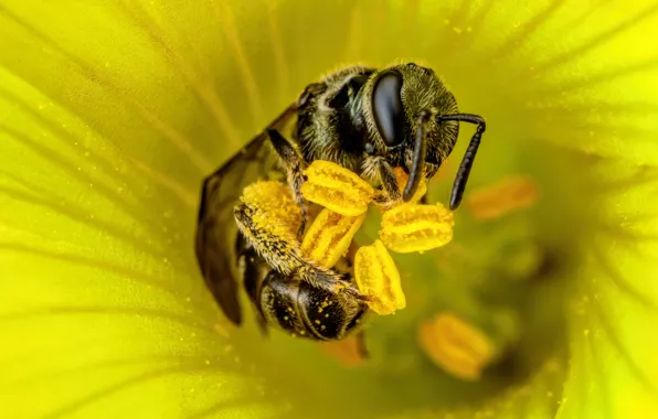 Picture flower, macro, yellow, pose, bee, pollen, stamens
