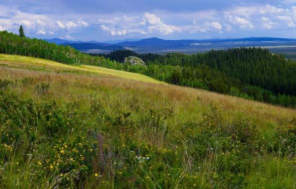 Picture forest, summer, grass, mountains, slope, hill, meadow