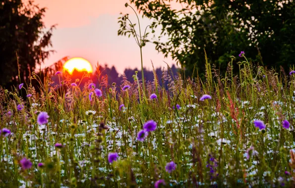Picture summer, grass, the sun, trees, sunset, flowers, nature, Bayern