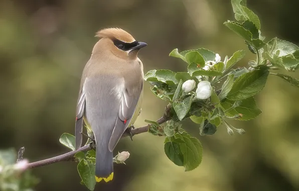 Picture bird, branch, the Waxwing