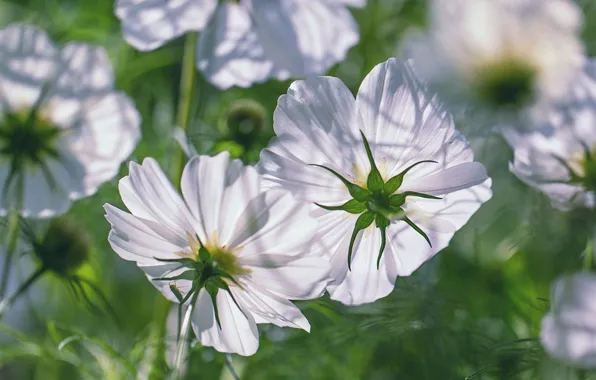 Picture light, flowers, white, cosmos