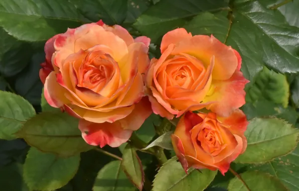 Picture orange, roses, trio