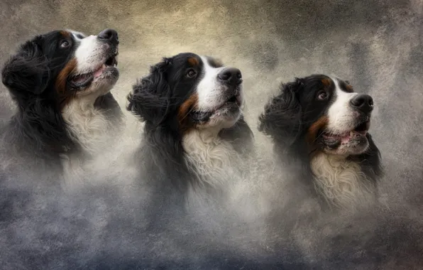 Picture dogs, portrait, dog, treatment, texture, trio, light background, peer, muzzle, looking up, Bernese mountain dog, …