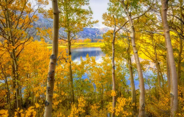 Picture autumn, forest, trees, mountains, lake, shore, the bushes, pond, Golden autumn, yellow foliage, aspen