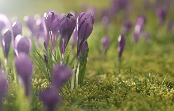 Picture grass, light, flowers, glade, tenderness, spring, crocuses, buds, lilac, bokeh