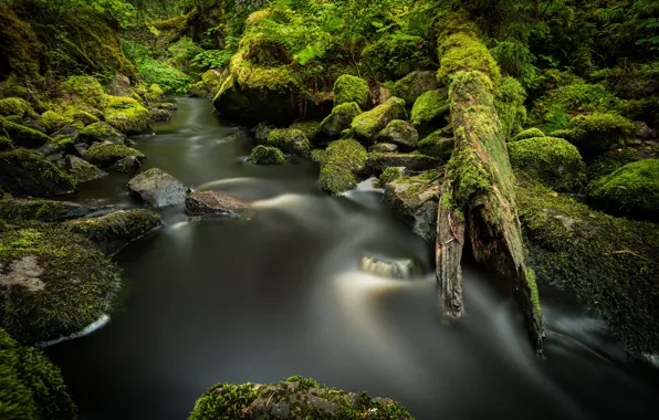 Picture greens, forest, stream, stones, moss, river
