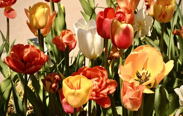 Picture leaves, light, flowers, spring, yellow, garden, tulips, red, white, buds, flowerbed, different