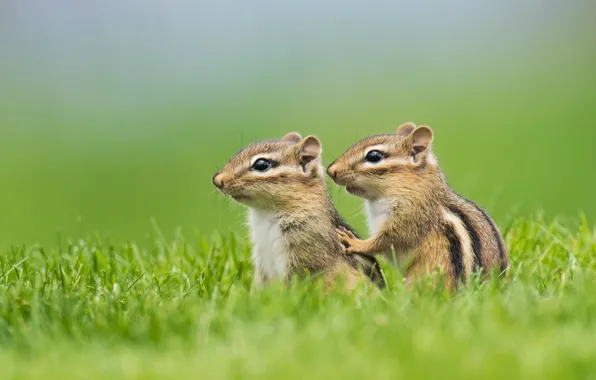 Picture grass, a couple, chipmunks, cubs