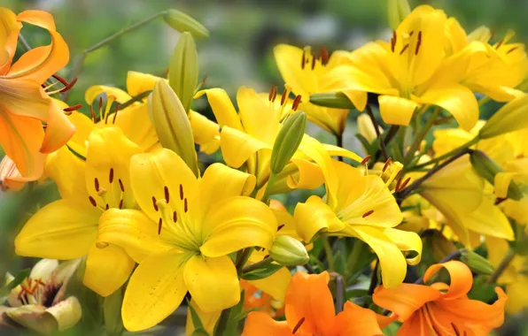 Picture flowers, Lily, yellow flowers