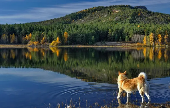 Picture autumn, forest, nature, reflection, river, dog