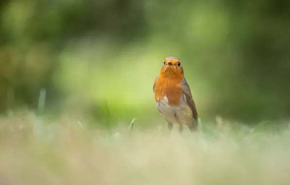 Picture background, bird, clearing, bokeh, Robin