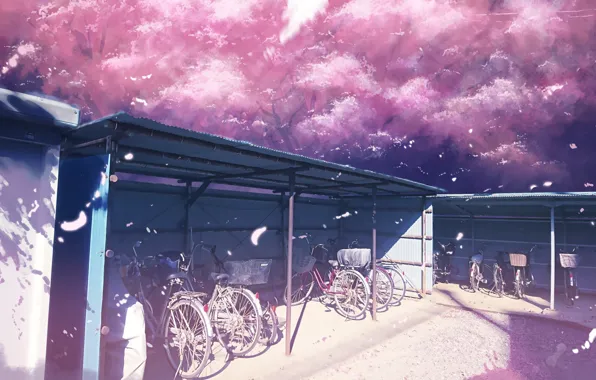 Picture spring, Sakura, Parking, bikes
