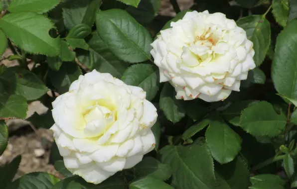 Picture roses, pair, white roses, Meduzanol ©