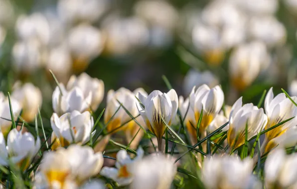 Picture flowers, glade, spring, crocuses, white, bokeh, striped