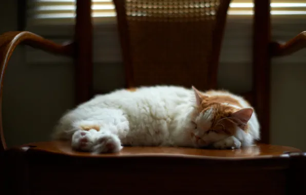 Picture in the chair, sleep, spotted cat