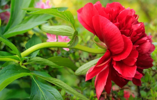 Picture flower, leaves, flowers, red, Bud, al, green background, peony