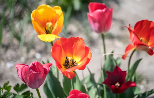 Picture leaves, flowers, spring, yellow, tulips, red, pink, flowerbed, different, bokeh