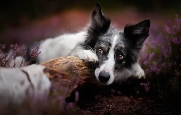 Picture face, dog, log, bokeh, Heather, The border collie