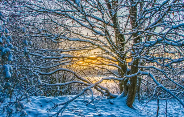 Picture winter, frost, light, snow, sunset, branches, yellow, nature, tree, blue, branch, winter, the evening, lighting, …
