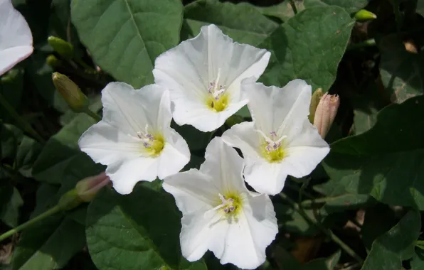 Picture flowers, field, convolvulus arvensis, Meduzanol ©