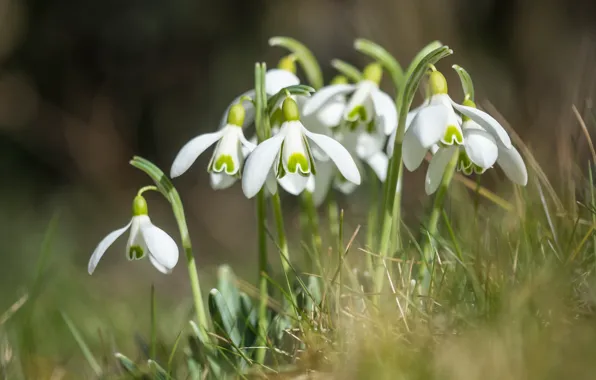 Picture grass, flowers, glade, spring, snowdrops, white, bokeh