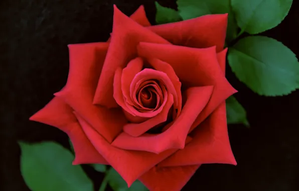 Picture red, rose, petals