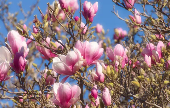 Picture lights, pink, Magnolia