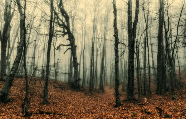 Picture autumn, forest, fog, trunks, falling leaves, bare trees