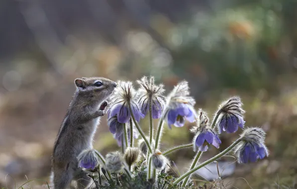 Picture nature, spring, Chipmunk, primroses, animal, rodent, sleep-grass, Yevgeny Levin