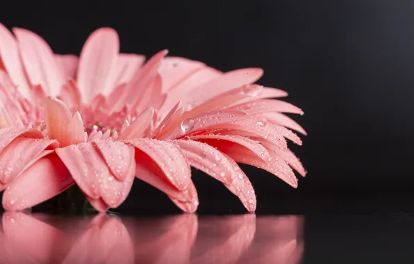 Picture flower, macro, close-up, reflection, background, pink, gerbera, Cerny