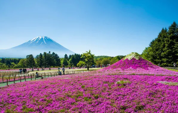 Picture flowers, Park, mountain, Japan, Fuji, The Fuji Shibazakura Festival, Phlox subulate, Hitsujiyama